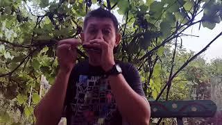 Еще раз о блюзовой импровизации на губной гармошке.Урок № 27. How to play the blues on the harmonica