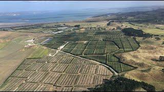 NZ Avocado Collective