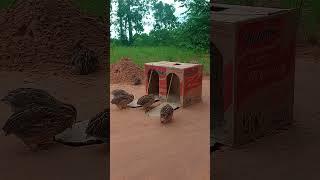 Super Effective Underground Quail Trap Using a Cardboard Box and Hole #shorts #uniqueshorts #birds