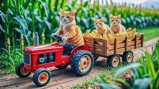 Mama Cat and Kitten Harvest Corn and Make Sweet Corn Milk at Their Cozy Loving Home 