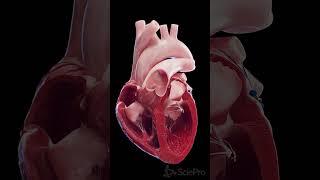  The Heart’s Conduction System: Powering Every Beat 