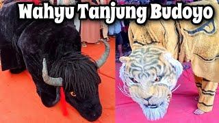 Banteng Macan Wahyu Tanjung Budoyo live Tanjungmojo Kangkung