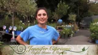 Tomato Festival Highlights from the Copia garden center