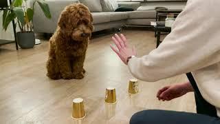 Labradoodle puppy playing ball and cup