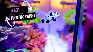 Perfect Reef Tank Aquarium Photography for any budget!