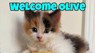 Welcome Olive - Live Stream