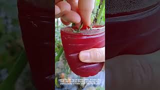 Watch Tiny Tomato Plant Drink Red Liquid For Growth