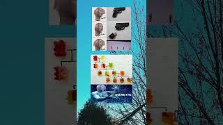 Panik Genetiks