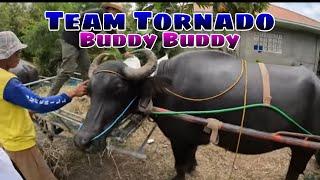 EP,644. Team Tornado Buddy Buddy
