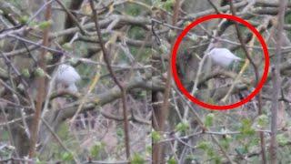 Incredibly Rare White Robin Spotted In UK