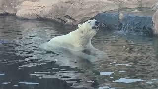 Polar Bear at Louisville Zoo 8/31/24