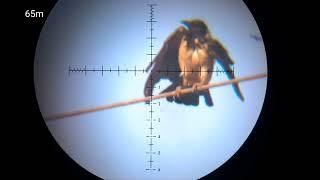 fx airgun hunting crow element scope