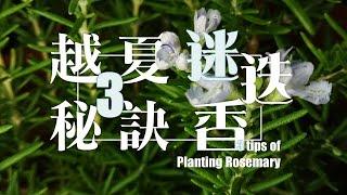 迷迭香又掛了？越過夏天的3個祕訣，看完勝過上網查3小時 | 3 Tips of planting Rosemary | 《葛斯怎麼種》27