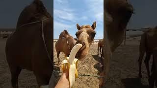 camel eating banana  || MZK