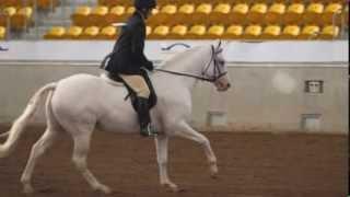 Appaloosa / Sportaloosa stallion at stud in Australia - Cayuse Blizzard O'Lena