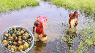 santali tribe old couple finding INDIAN SNAIL and cooking for lunch