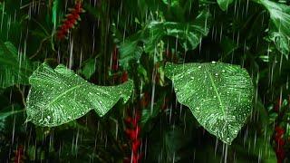 Rain on Giant Tropical Leaves | Raining Sound to Sleep