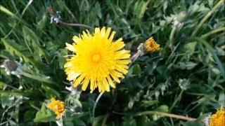 DANDELION MEDITATION