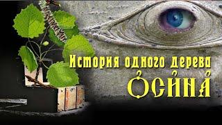 ОСИНА: чем популярна и почему это дерево называли колдовским I История Одного Дерева