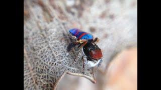 Jewelled Peacock Spider - Maratus gemmifer