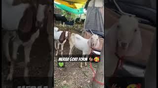 MERAA GOAT FORM 