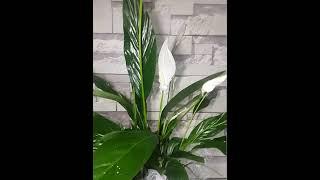 Spathi,Spathiphyllum,Yelken,Baris çiçeği, saksı çiçeği