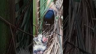 DETIK - DETIK ANAK BURUNG BUBUT DI CULIK