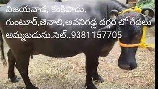 #dairy buffalo # murrah buffalo #haryana buffalo #low cost buffalo #erragadda buffalo