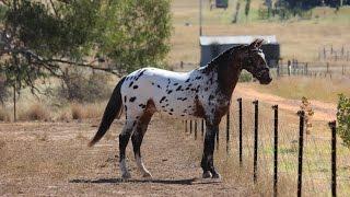 Sportaloosa / Knabstrupper stallion at stud in Australia - Cayuse Xxtra Grand