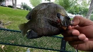 The Search for 1/2lb Gills Continues Pulling In Some Hand Sizes Man Sizes Pan Sizes!