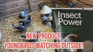 NEW Product : Insect Power | Youngbirds Watching outside | Racing Pigeons