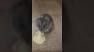 'Джунгарский хомяк 'Djungarian hamster ' #djungarianhamster #хомяк #джунгарский #хомячок