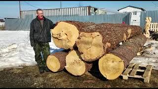 Крупные бревна сосны для изготовления скульптур из дерева