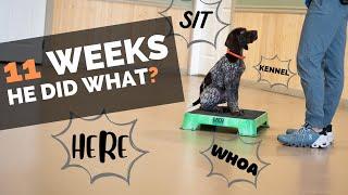 4 Things To Teach Your New Puppy Right Now!