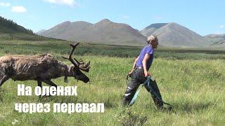 Traveling to the mountains of Yakutia. Part 2. On reindeer over the pass.