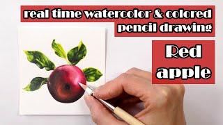 Real time watercolor and colored pencil drawing - Red apple