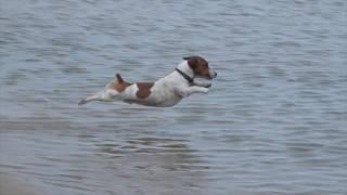 Jack Russell Racing Dive