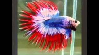 imported fancy bettas halfmoons ,crowns,plakats,dumbo ears for sale 898901