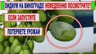  В ПОЖАРНОМ ПОРЯДКЕ сделайте ЭТО на винограде! ВСПЫШКА ОИДИУМА! Как его определить и ЧТО ДЕЛАТЬ!