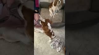 The funniest dog  I have ever see