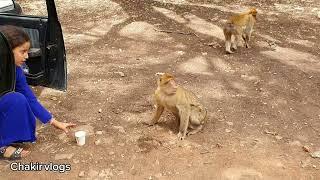 Monkey drinks water from a cup | القرد يشرب الماء من الكأس