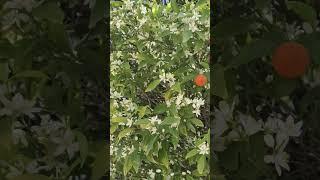 Чудо природы! Как??? И цветы и плоды!? #шок #мнение #рай