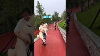 不拆：奶奶打了俺爹可就不能打俺了奧 哈哈：真開心啊 #哈士奇