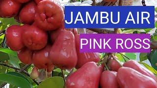 JAMBU AIR PINK ROSS #jambuair #grafting  #sambungpucuk #galerytanisukses