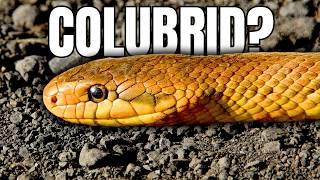 What is a Colubrid Snake?