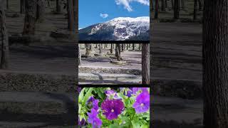 Betaab valley. #kashmir 2024. april. #beautyful_kashmir ️. #Betab. #valley. #nature. ......