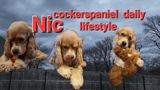 Nic, what does the cockerspaniel like to do?