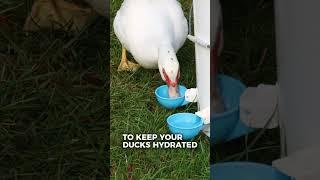 Lil'Clucker Auto Refill DIY Duck Waterer Cups [Spring Collection] - For All Poultry #ducks