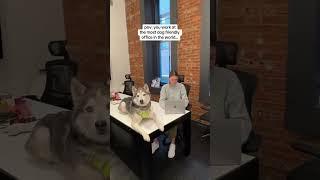 pov: you work at the most dog friendly office in the world #ficollar #dogcafe #dogsitter #dogclub