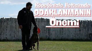 Köpeğinizle İletişimde Odaklanmanın Önemi